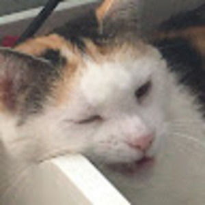 Meet your Posher, Lizzie